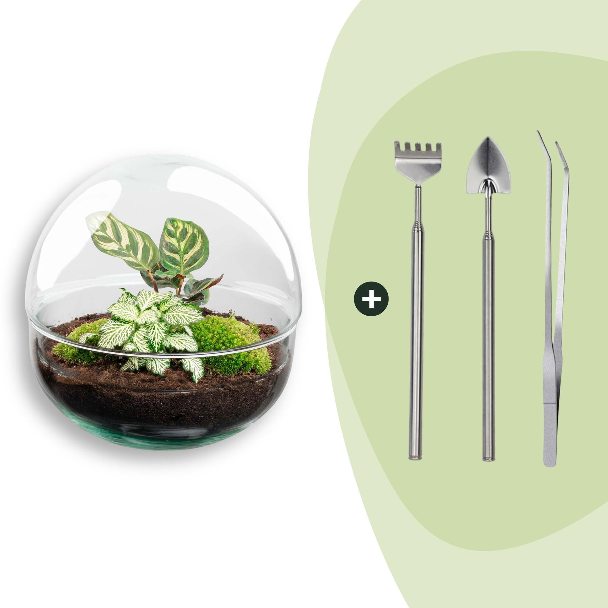 DIY Planten terrarium tweedelig bolglas - Dome - Ø 20 cm ↑ 20 cm - Rake + Shovel + Tweezer