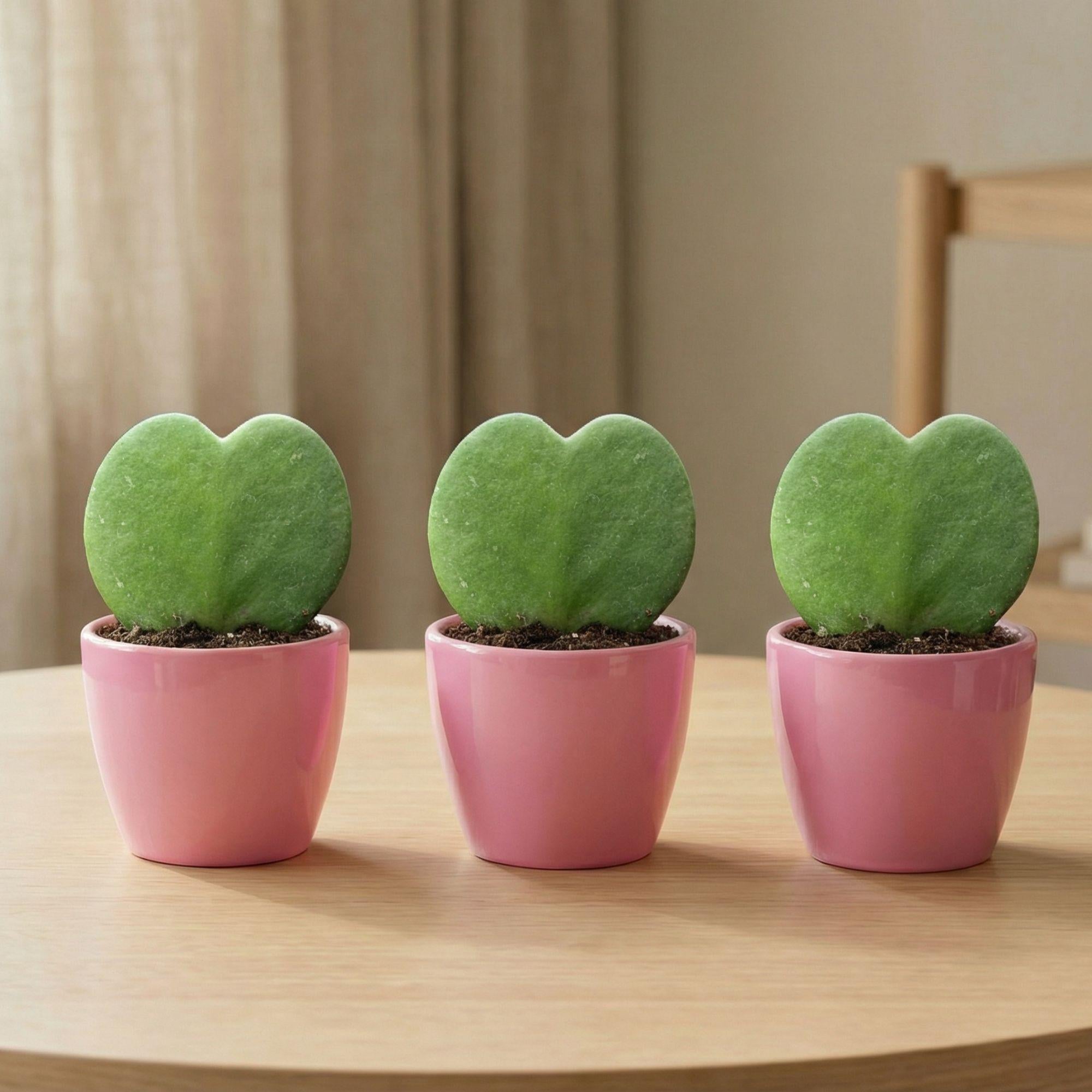 Sweetheart Plant Set (Hoya Kerrii ) - 3x Pot & Plant - Roze