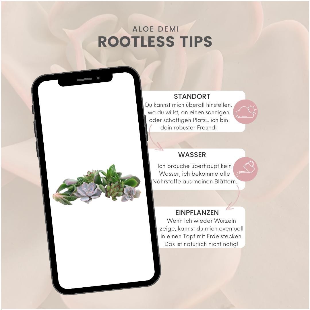 ROOTLESS Echeveria mini mix box