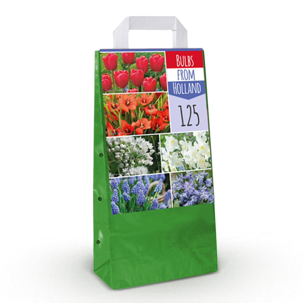 Bloembollen - Bulbs From Holland - Diversen Kleuren - 125 stuks - Gift Verpakking