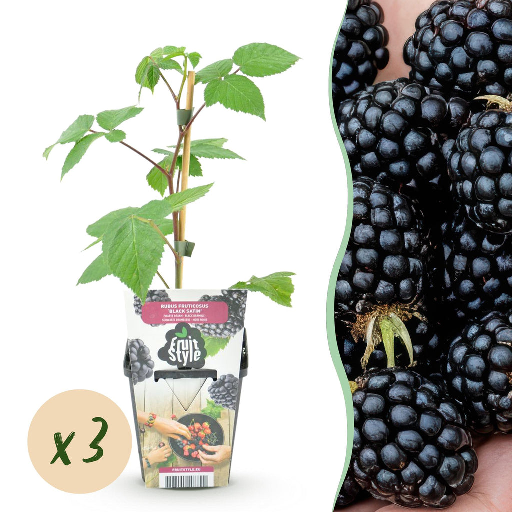 Fruitplanten - Braam - Rubus Black Satin - Winterhard - 3 Planten - Pot 9 cm - Zwarte Braam