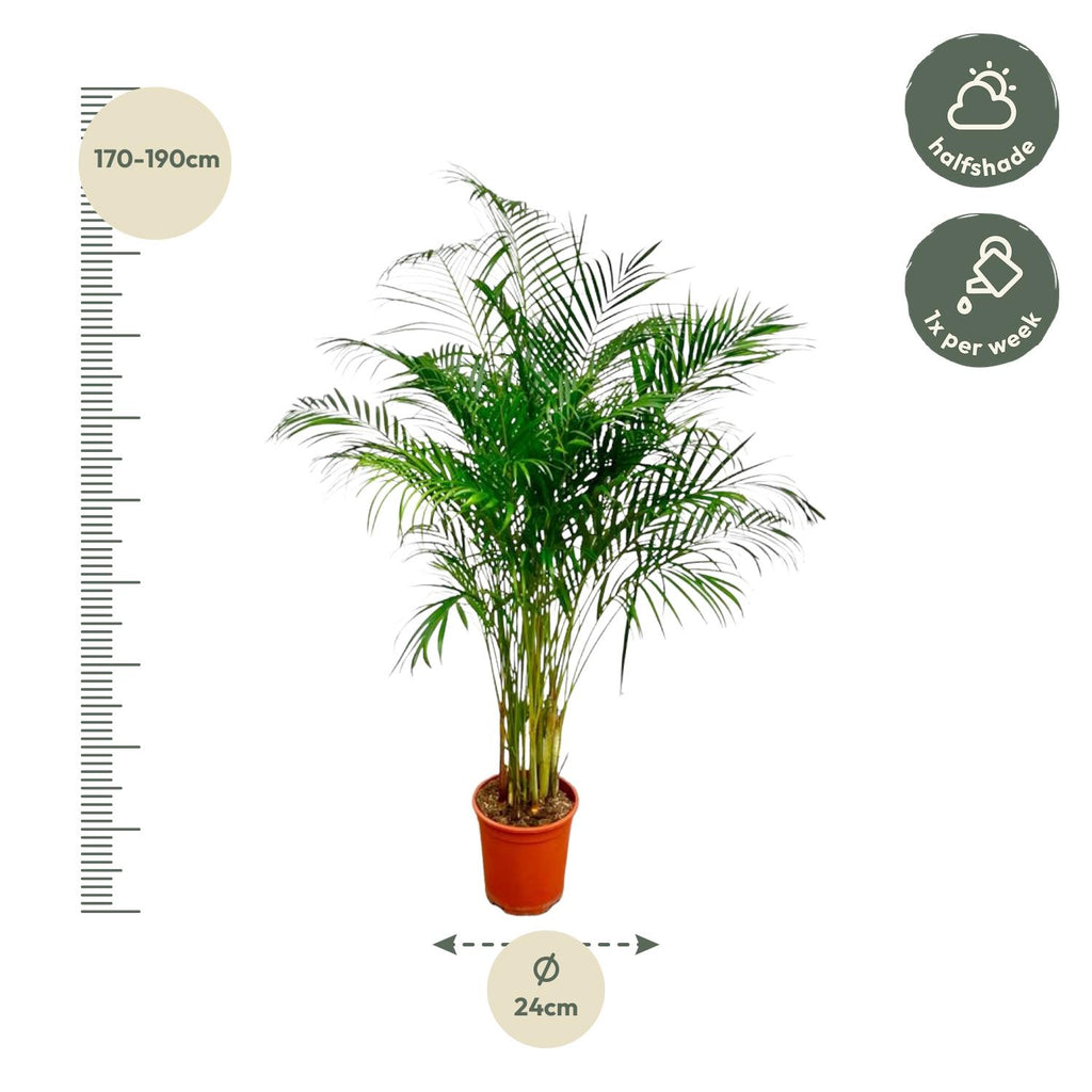 Dypsis Lutescens (Areca Palm) - 160 cm - ø27