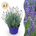 Tuinplant - Lavandula angustifolia Hidcote - Lavendel - Winterhard - Paars - 3 Planten - Pot 12cm - Hoogte 15-25cm