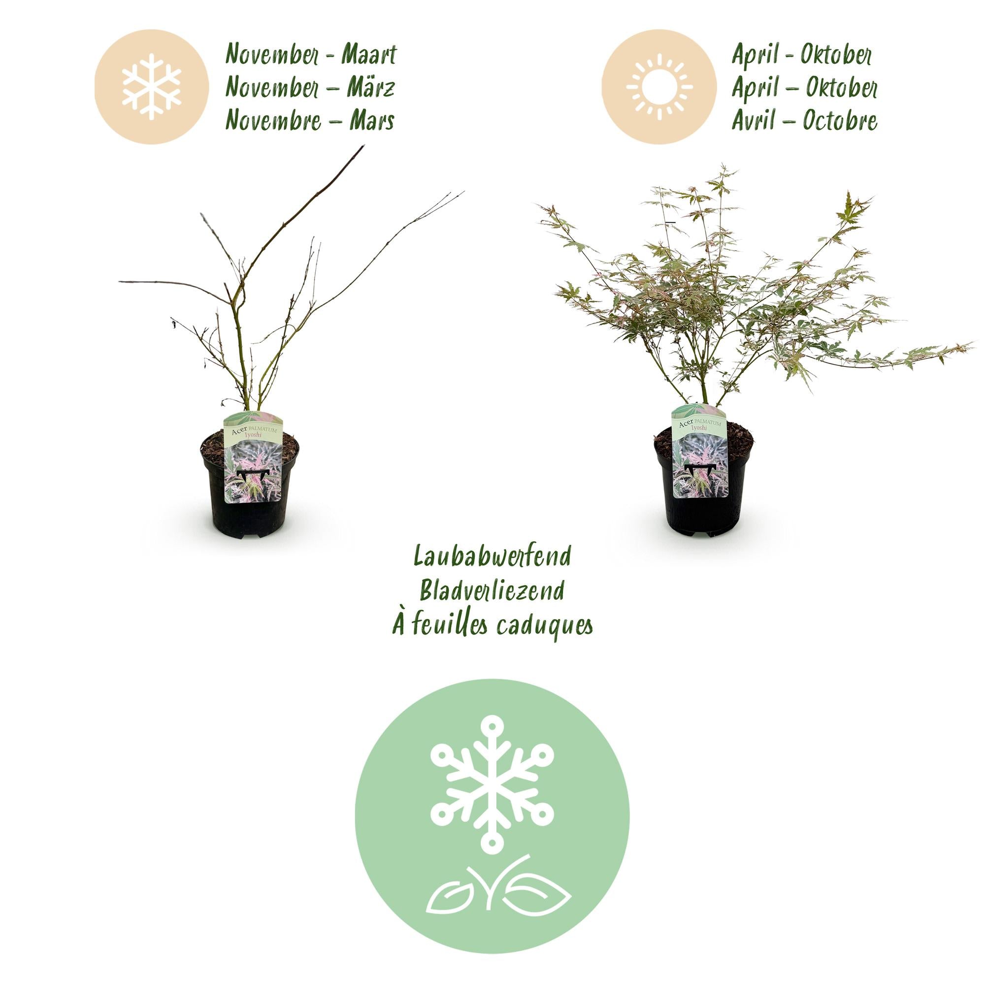 Terrasplant - Japanse Esdoorn - Acer palmatum Iyoshi - Roze - 2 Planten - Bladverliezend - Pot 19cm Hoogte 70cm