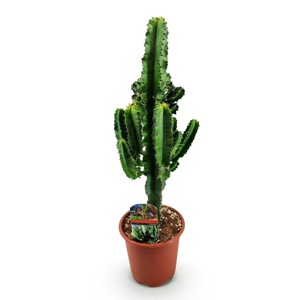 Kamerplant - Euphorbia eritrea - Afrikaanse melkboom - Weinig onderhoud - Groen - 1 - Pot 17cm - Hoogte 60cm