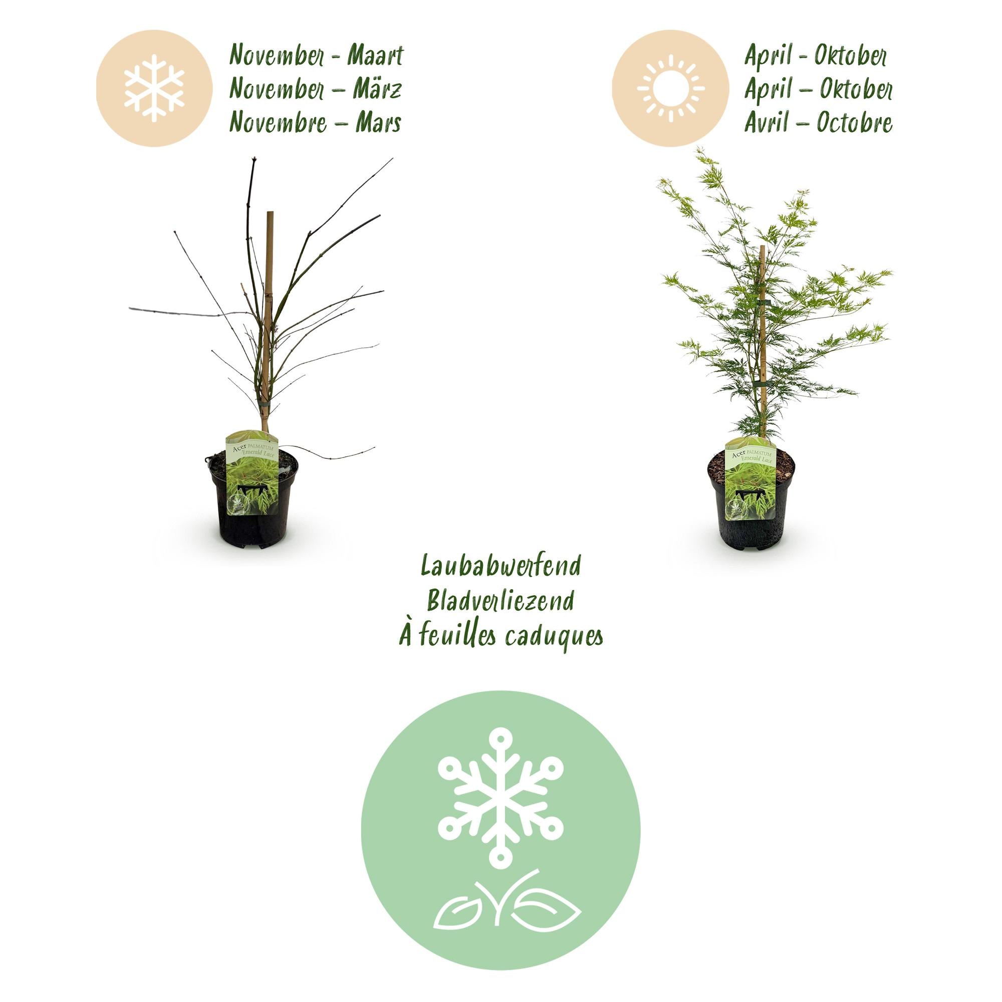 Terrasplant - Japanse Esdoorn - Acer palmatum Emerald Lace - Groen - 1 Plant - Bladverliezend - Pot 19cm Hoogte 70cm