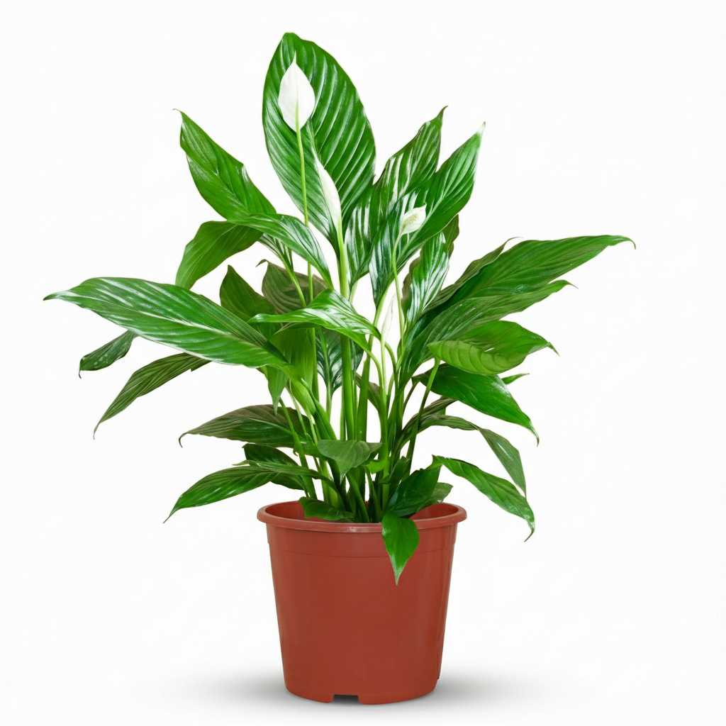 Kamerplant - Lepelplant - Spathiphyllum - Wit - Weinig onderhoud - 1 Plant - Pot 19cm - Hoogte 70 - 80cm
