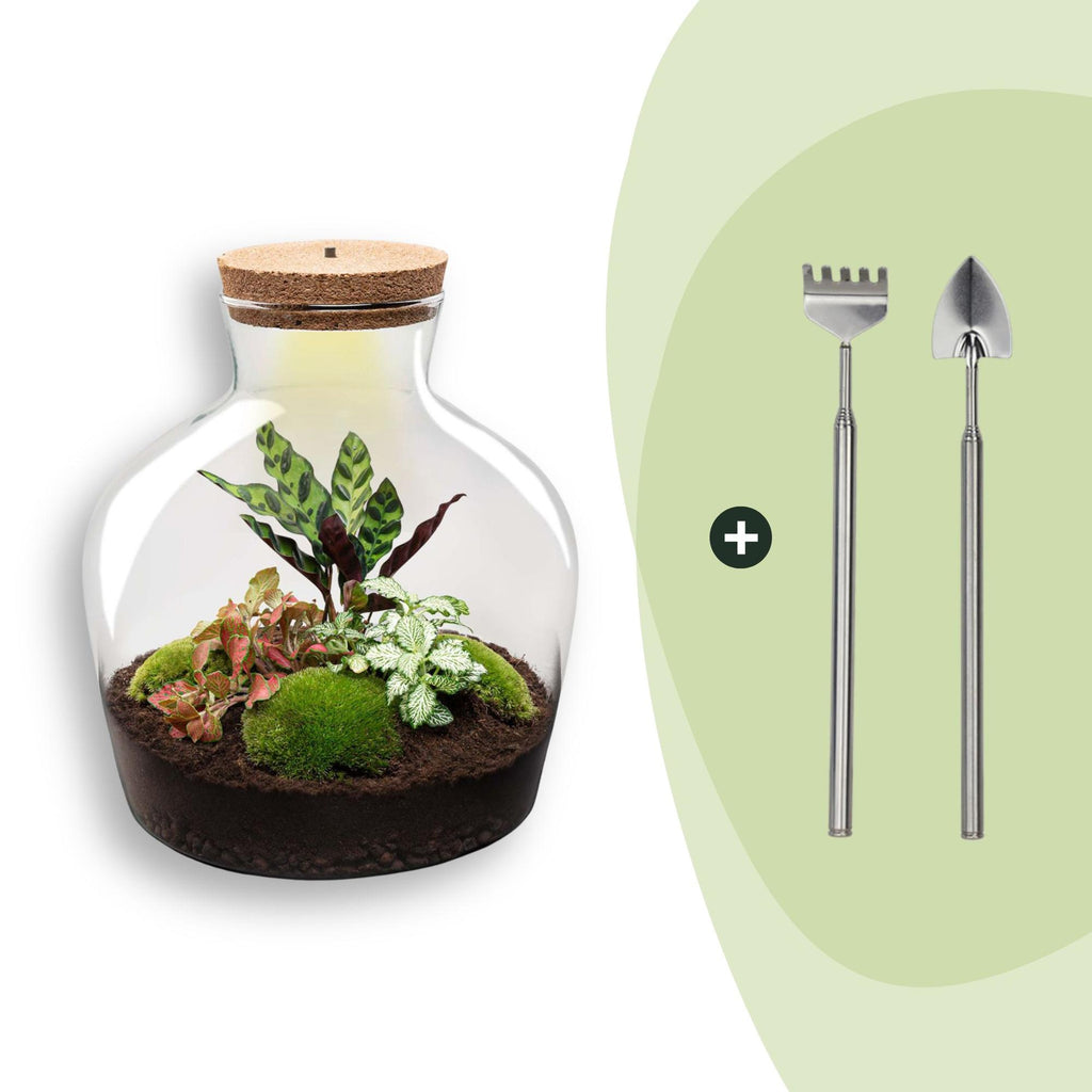 DIY Planten terrarium met licht - Fat Joe Red - Ø 29 cm ↑ 30 cm - Rake + Shovel