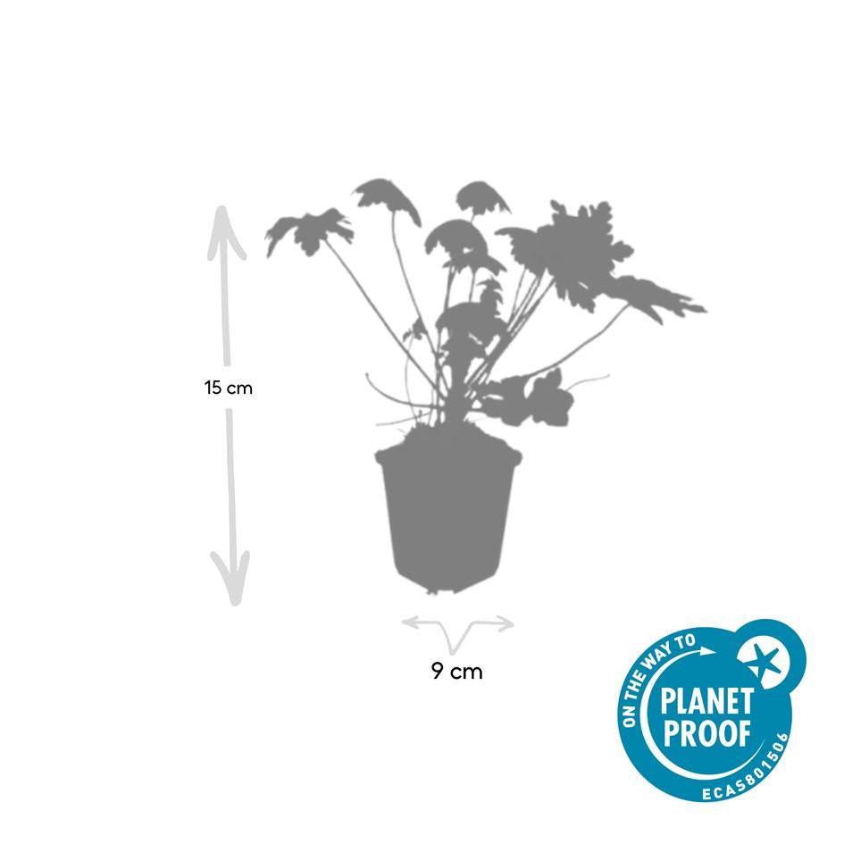 60x Geranium macr. 'Spessart' - ↕10-25cm - Ø9cm