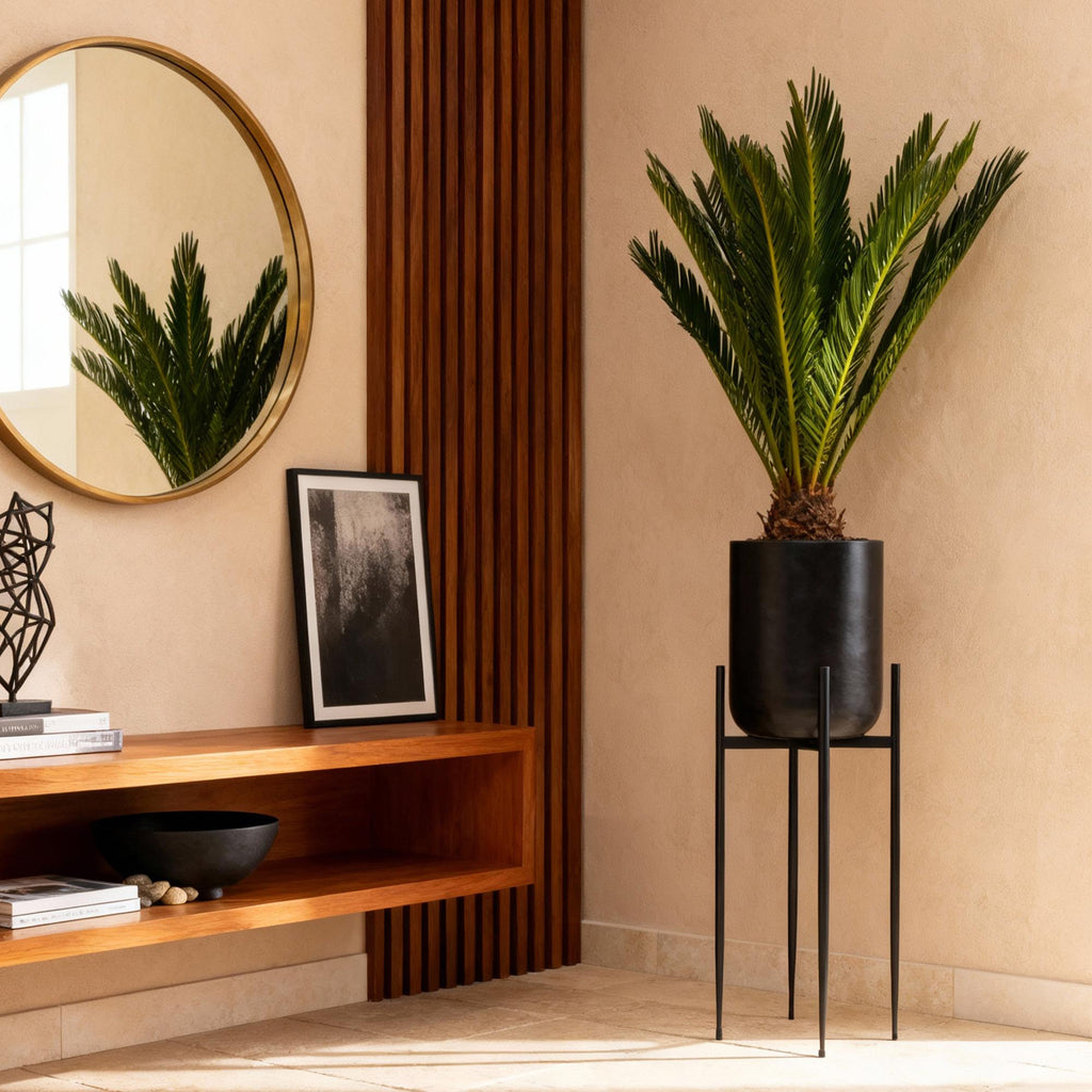 Kamerplant - Cycas revoluta - Palmvaren - Weinig onderhoud - Groen - 1 - Pot 15cm - Hoogte 45-55cm