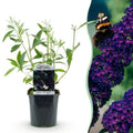 Tuinplant - Buddleja davidii Black Night - Vlinderstruik - Winterhard - Paars - 1 Plant - Pot 17cm - Hoogte 45cm