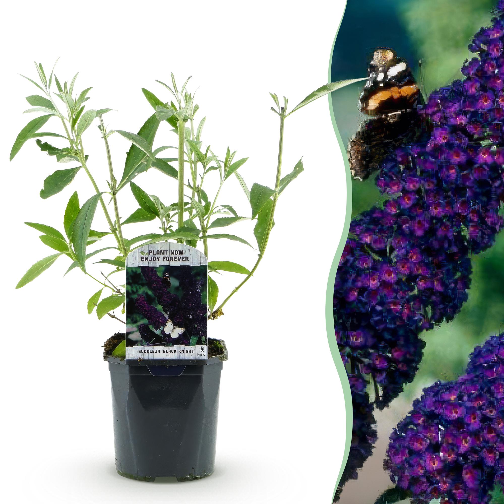 Tuinplant - Buddleja davidii Black Night - Vlinderstruik - Winterhard - Paars - 1 Plant - Pot 17cm - Hoogte 45cm