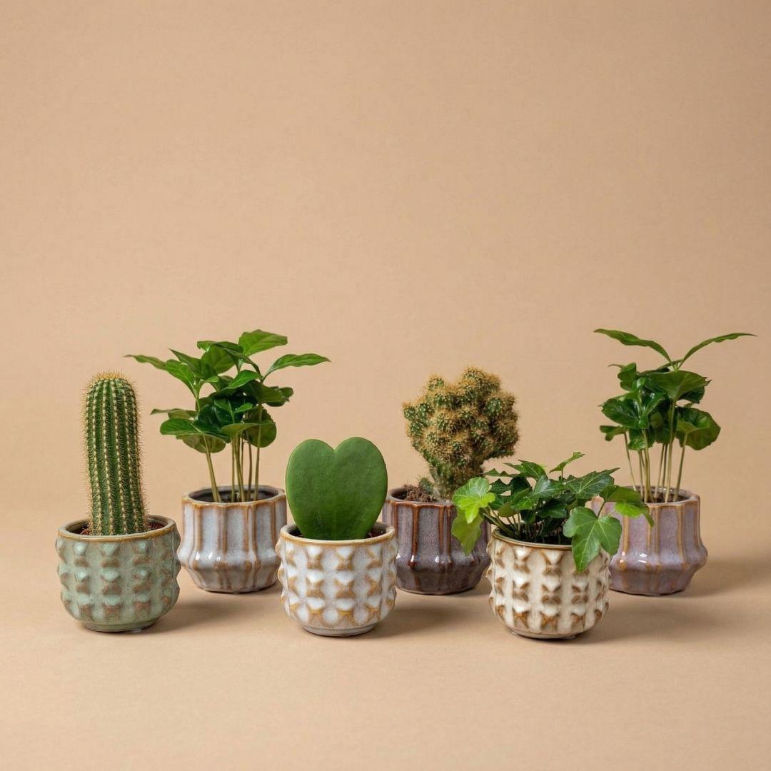 Plant set van 6 met pot set San Juan - plant mix - Ø 6 cm