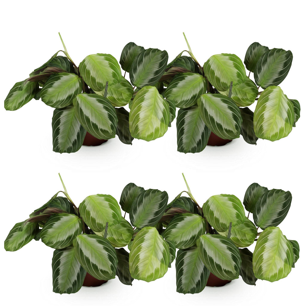 Kamerplant - Maranta Fascinator Silverband - Gebedsplant - Huisdiervriendelijk - Groen - 4 Planten - Pot 12cm - Hoogte 30-35cm