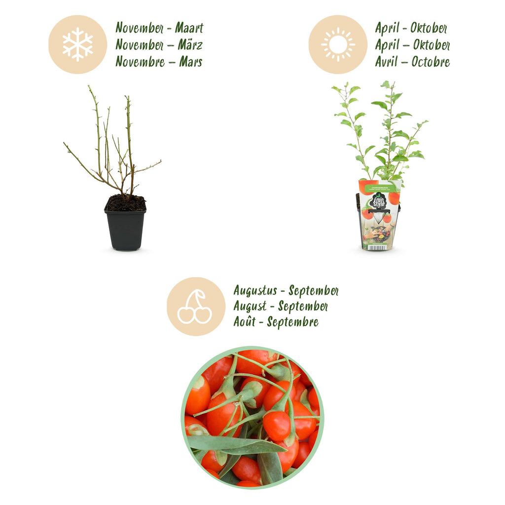 Fruitplanten - Goijbes - Lycium Barbarum - Winterhard - 6 Planten - Pot 9 cm - Oranje - Rode Vrucht