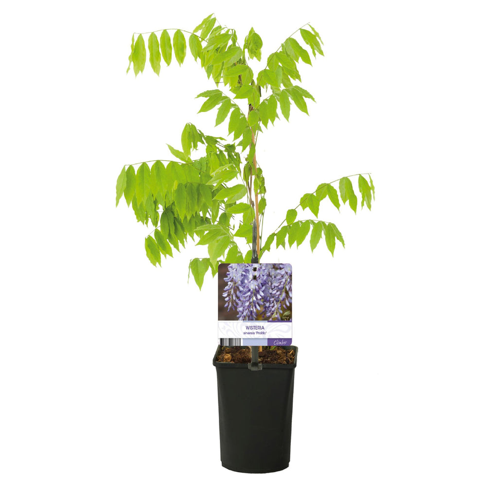 Blauwe regen - Wisteria floribunda Prolific - Bloem Blauw  - 1 plant - Pot 11cm Hoogte 40cm