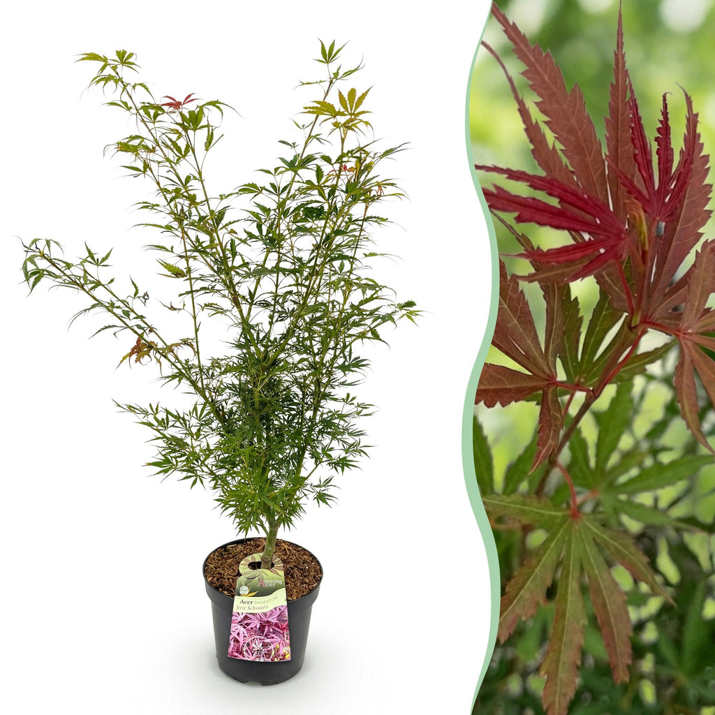 Tuinplant - Acer palmatum Jerre Swarts - Japanse Esdoorn - Bladverliezend - Oranje-Rood - 1 - Pot 26cm - Hoogte 90cm