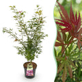 Tuinplant - Acer palmatum Jerre Swarts - Japanse Esdoorn - Bladverliezend - Oranje-Rood - 1 - Pot 26cm - Hoogte 90cm