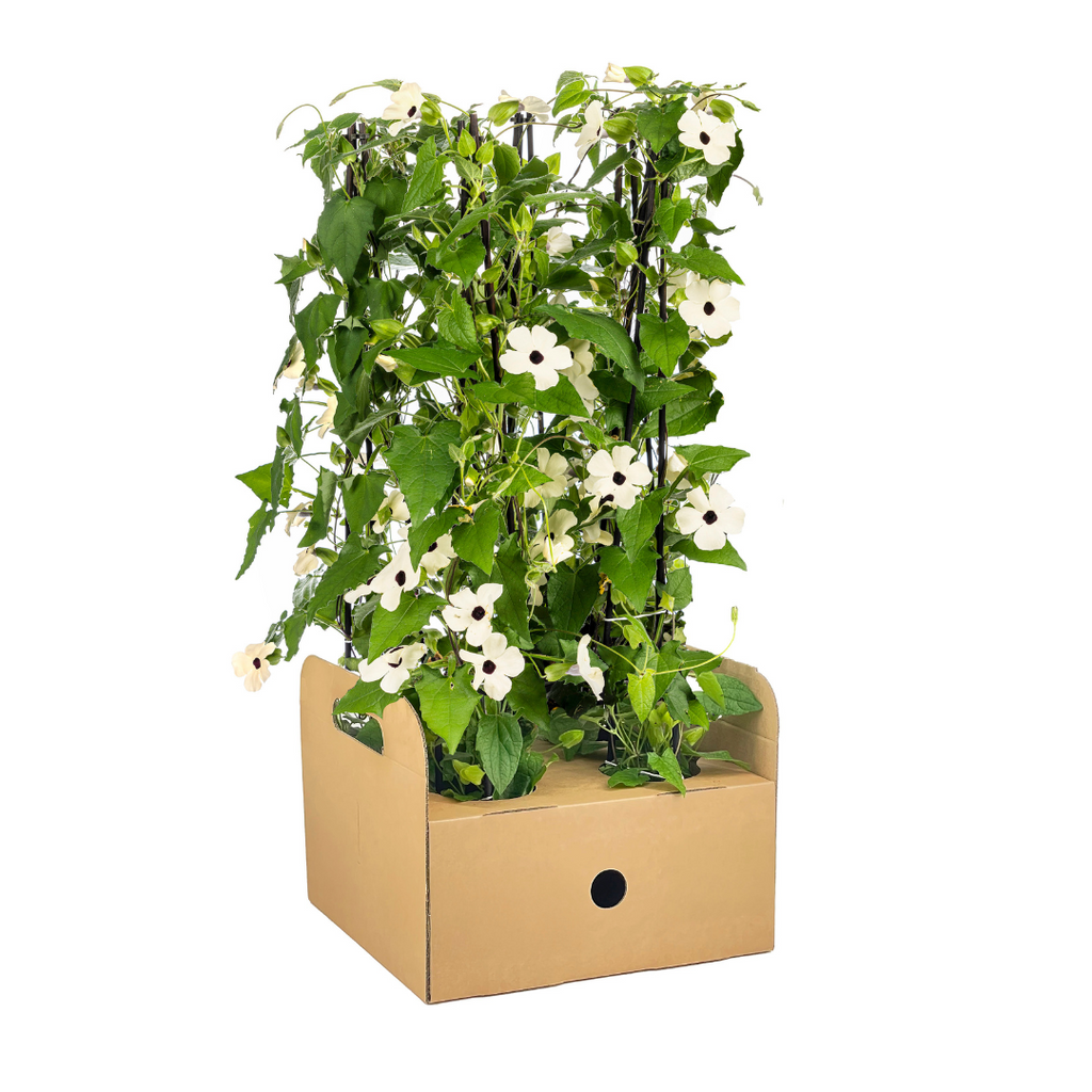 4x Thunbergia Alata Sunny Susy White Ø13 cm - ↕60 cm