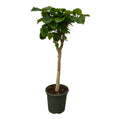 Ficus Umbellata stam - 180 cm - Ø45cm
