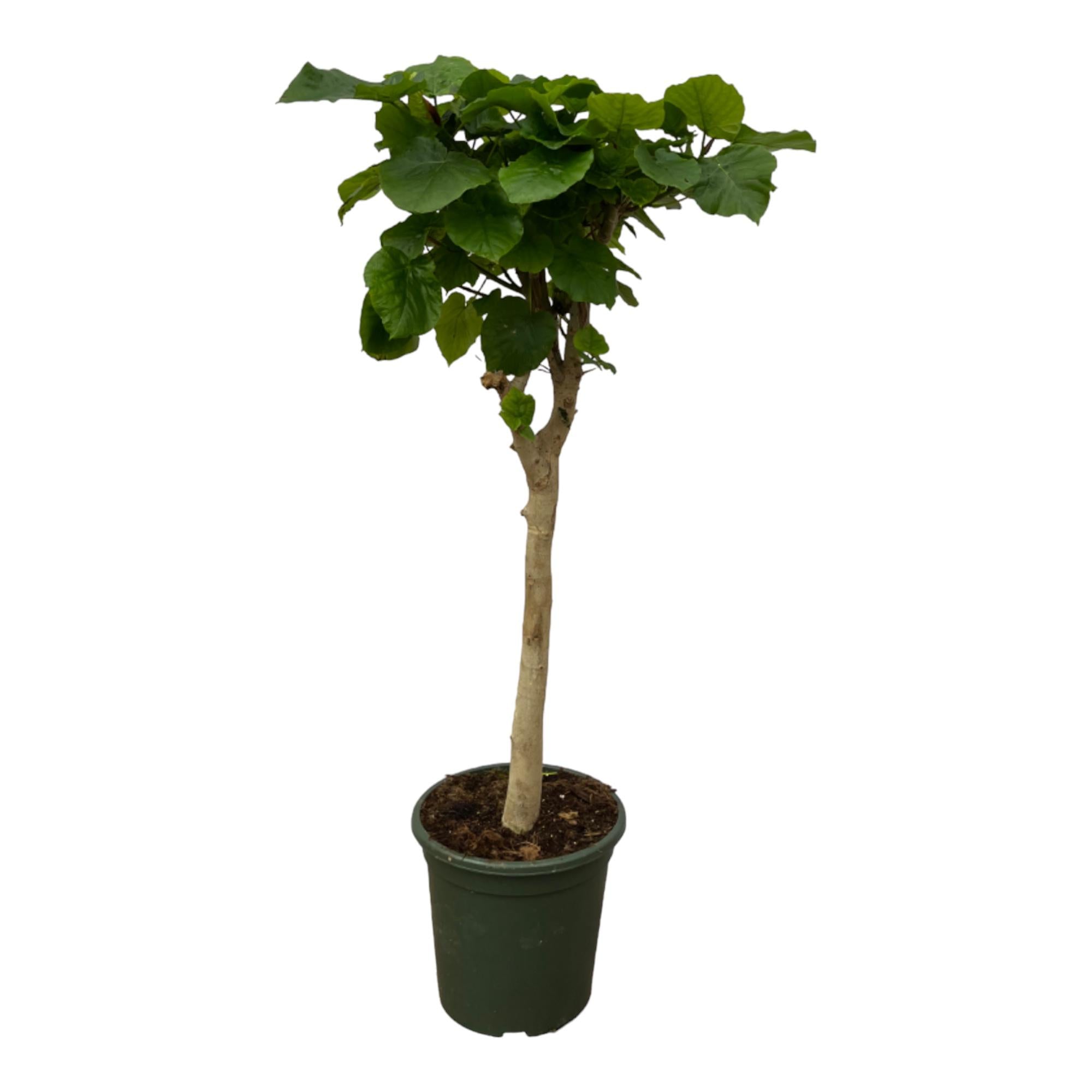 Ficus Umbellata stam - 180 cm - Ø45cm