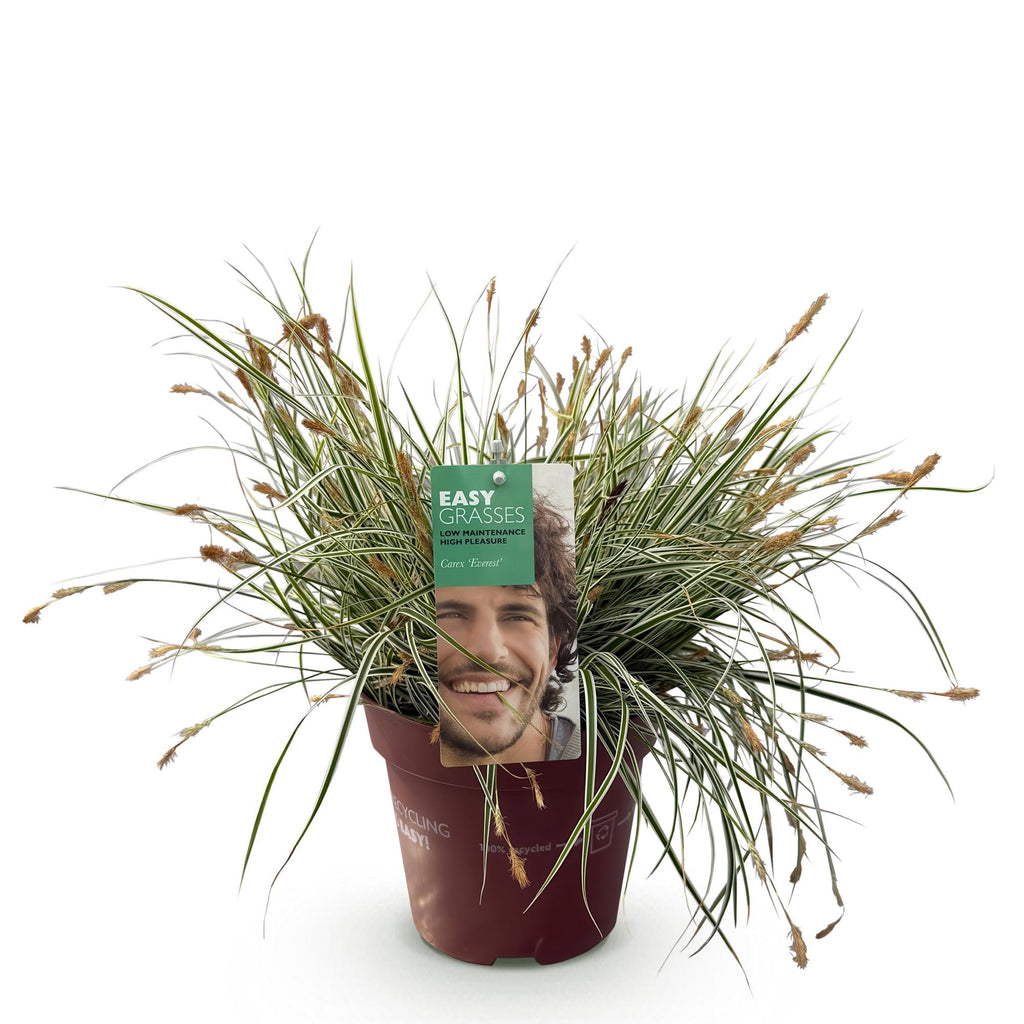 Siergrassen - Carex oshimensis Everest - Wit en Groen - 1 Plant - Groenblijvend - Winterhard - Pot 17cm Hoogte 50cm