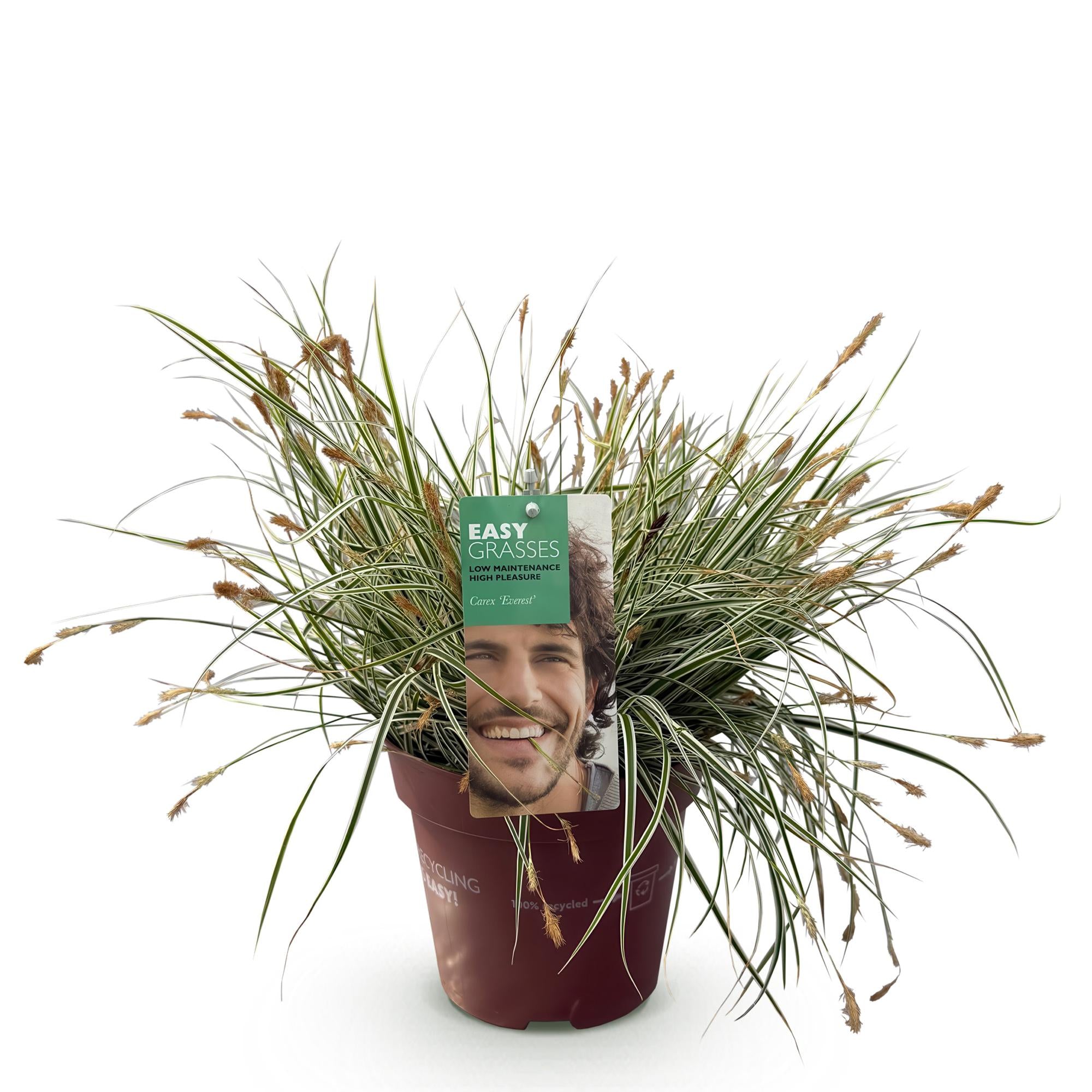 Siergrassen - Carex oshimensis Everest - Wit en Groen - 1 Plant - Groenblijvend - Winterhard - Pot 17cm Hoogte 50cm