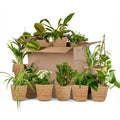 Groene Tweede Kans Box (12 stuks) - incl. 12 x mand Zeegras