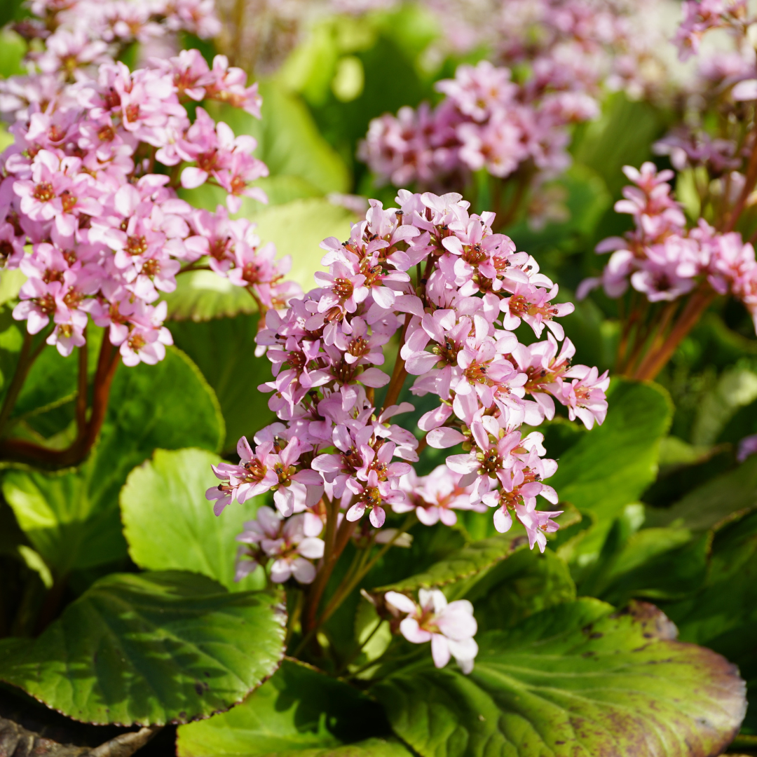 60x Bergenia cordifolia - ↕10-25cm - Ø9cm