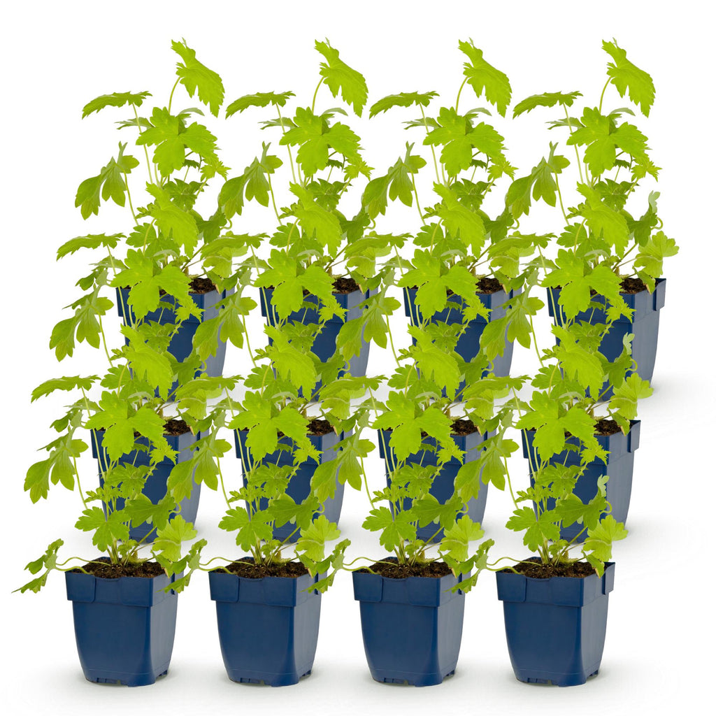 Vasteplant - Delphinium (P) Galahad - Ridderspoor - Bijen en Vlinderlokkers - Wit - 12 Planten - Pot 11cm - Hoogte 15-25cm