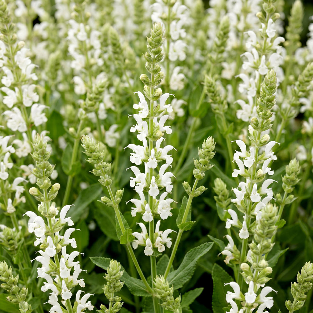 Vasteplant - Salvia nem. Schneehügel - Salie - Bijen en Vlinderlokkers - Wit - 12 Planten - Pot 11cm - Hoogte 15-25cm
