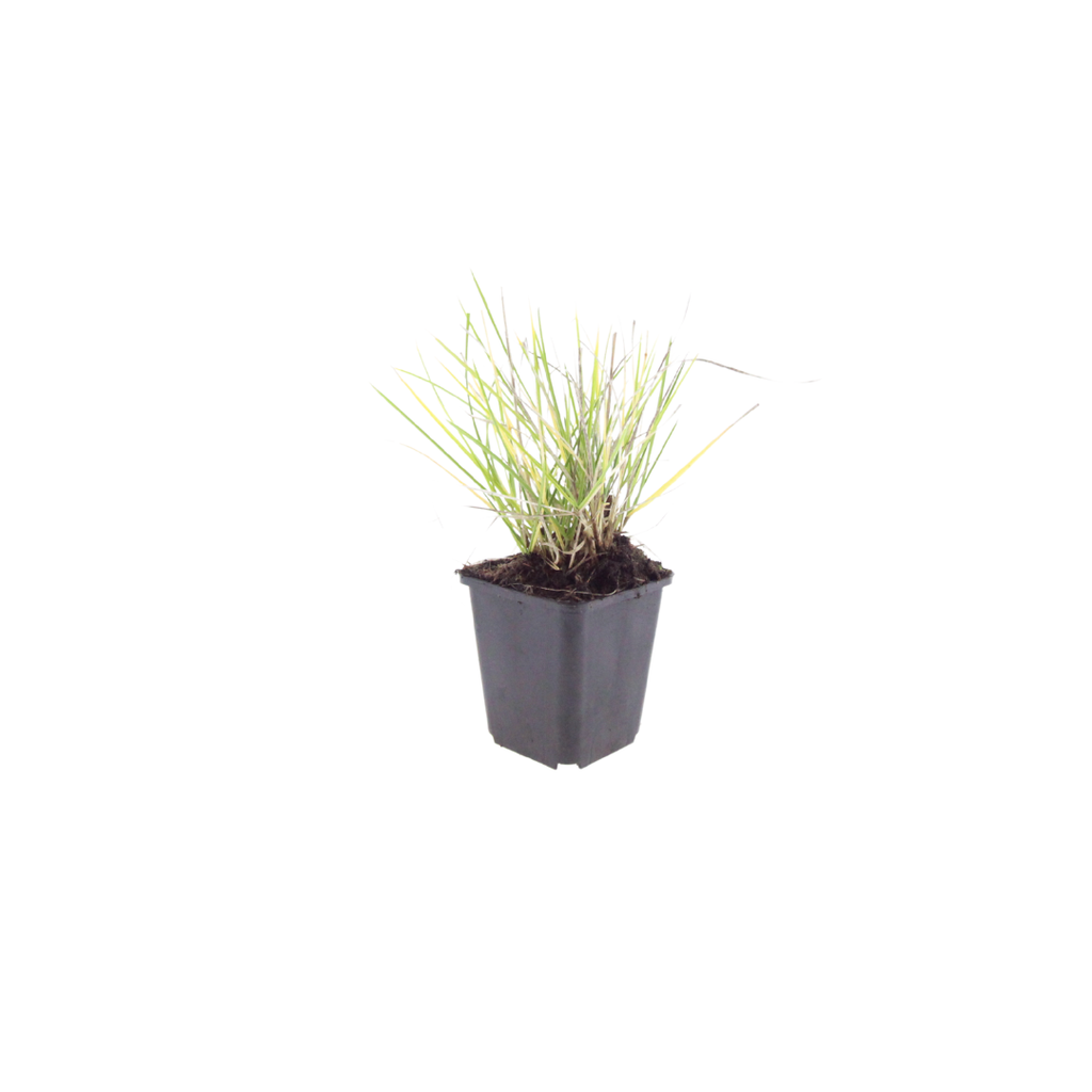 24x Sesleria autumnalis - ↕10-25cm - Ø9cm
