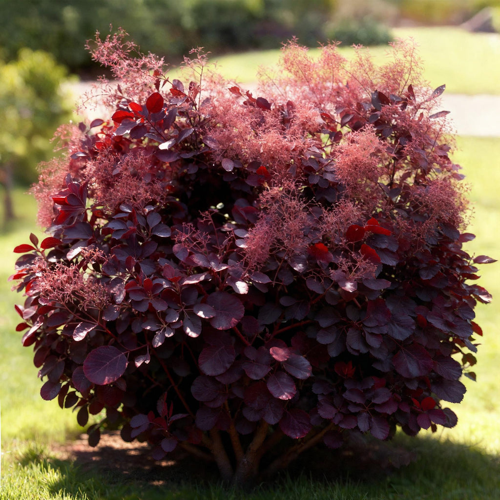 Tuinplant - Cotinus coggyria Lilla - Paars 1 Plant - Bladverliezend - Weinig Onderhoud - Pot 12cm Hoogte 35cm
