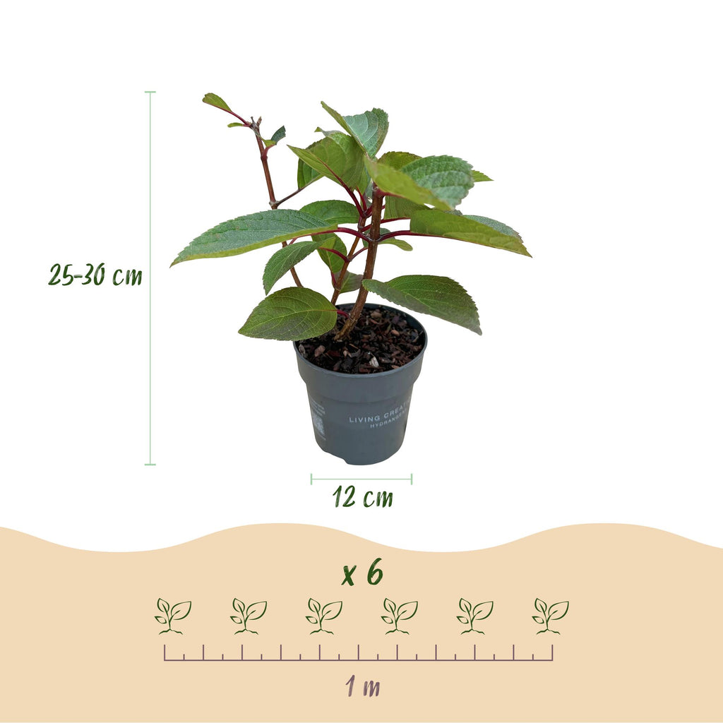 Tuinplant - Hydrangea panniculata Living Infinity - Pluimhortensia - Winterhard - Wit - 1 Plant - Pot 12cm - Hoogte Hoogte 20-30cm
