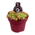 Drosera Aliciae - Ø12cm - ↕12cm
