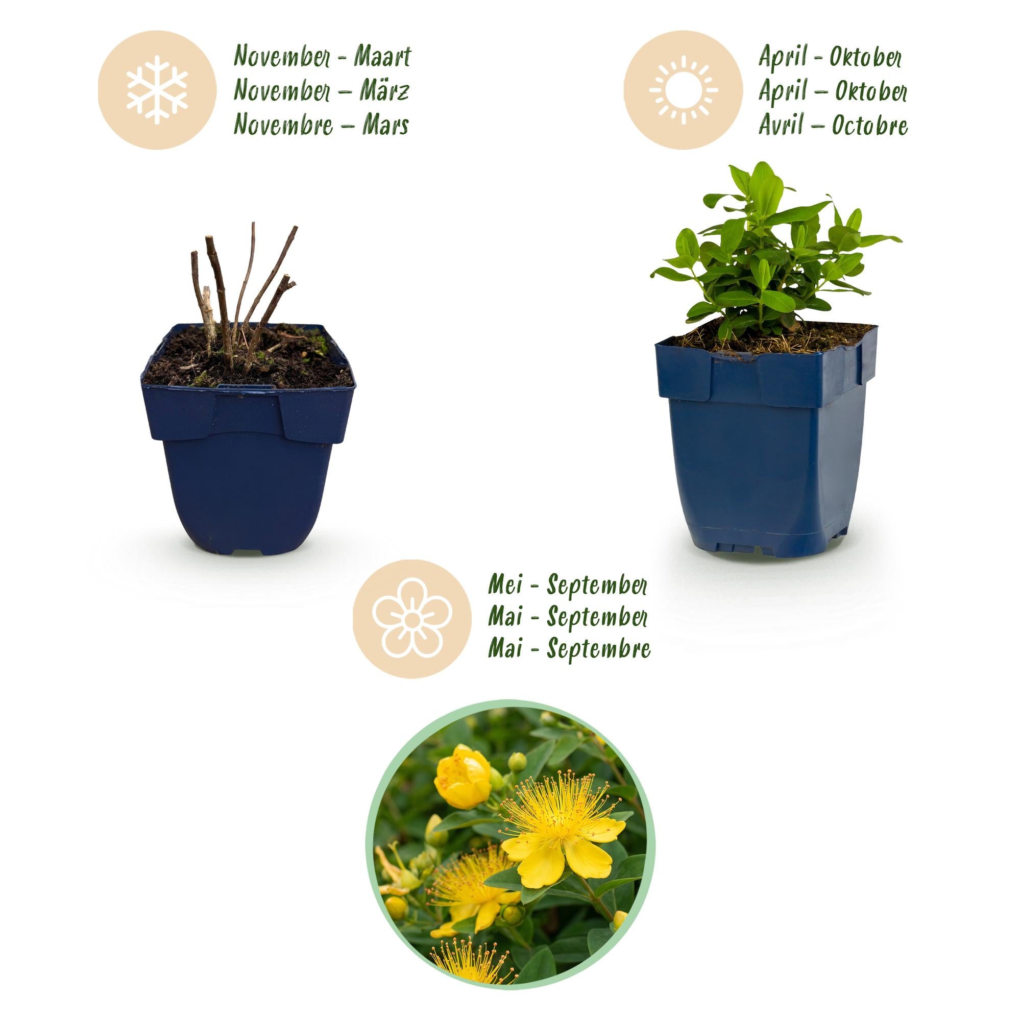 Vasteplant - Hypericum calycinum - Sint-Janskruid - Bijen- en vlinderlokkers - Geel - 12 Planten - Pot 11cm - Hoogte 15-25cm