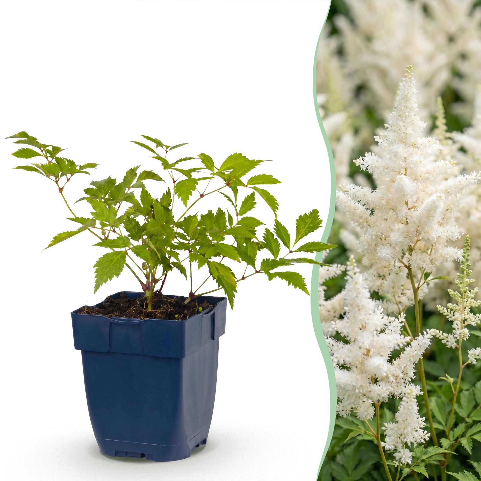 Vasteplant - Astilbe (J) Deutschland - Pluimspirea - Schaduw - Wit - 24 Planten - Pot 11cm - Hoogte 15-25cm
