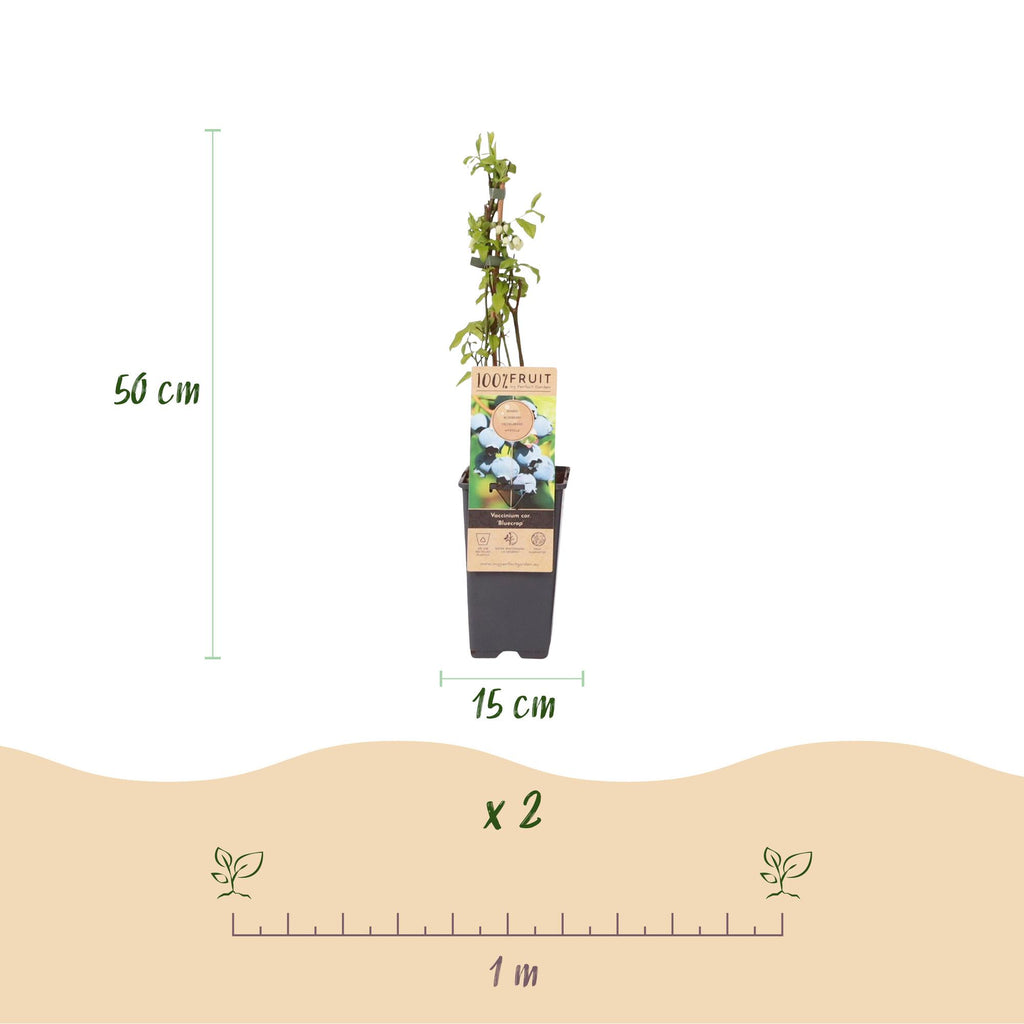 Fruitplant - Vaccinium corymbosum Bluecrop - Bosbes - Winterhard - Blauwe Bes - 2 Planten - Pot 15cm - Hoogte 50cm