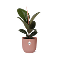 Ficus Elastica ‘Robusta’ in ELHO Vibes Fold 14cm roze