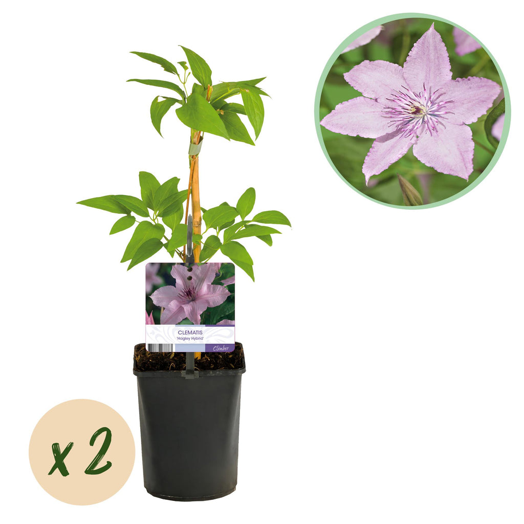 Klimplant - Clematis Hagley Hybrid - Bloem Roze - Weinig onderhoud -2 planten -  Pot 11cm Hoogte 40cm