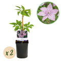 Klimplant - Clematis Hagley Hybrid - Bloem Roze - Weinig onderhoud -2 planten -  Pot 11cm Hoogte 40cm