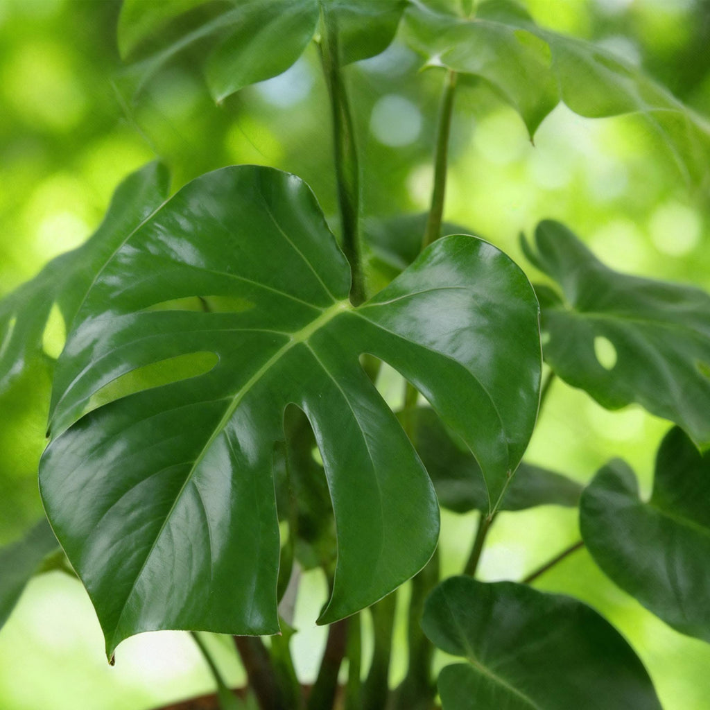 Kamerplanten - Monstera Deliciosa - Gatenplant - Weinig onderhoud - Groen - 1 Plant - met Potter Grijs - Pot 21cm - Hoogte 70-80cm