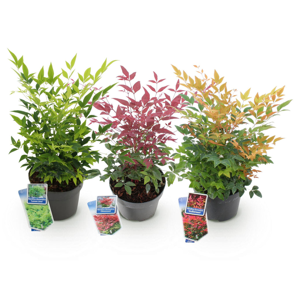 Tuinplant - Nandina Tricolour - Geel & Rood & Oranje - 3 Planten - Groenblijvend - Weinig Onderhoud - Pot 17cm Hoogte 45cm