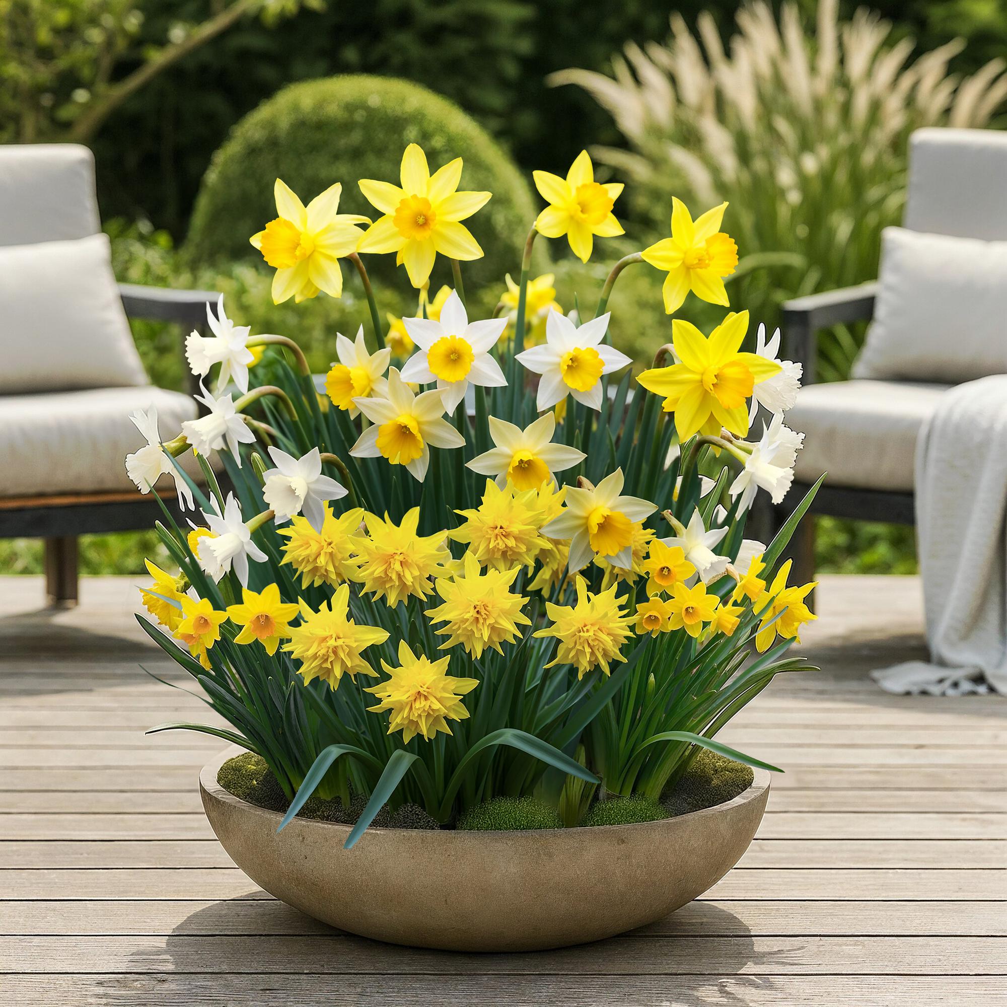 Bloembollen - Narcis Botanical mix - Kleur Geel en Wit - 20 stuks - Bolmaat 10/12 - XXL Pack