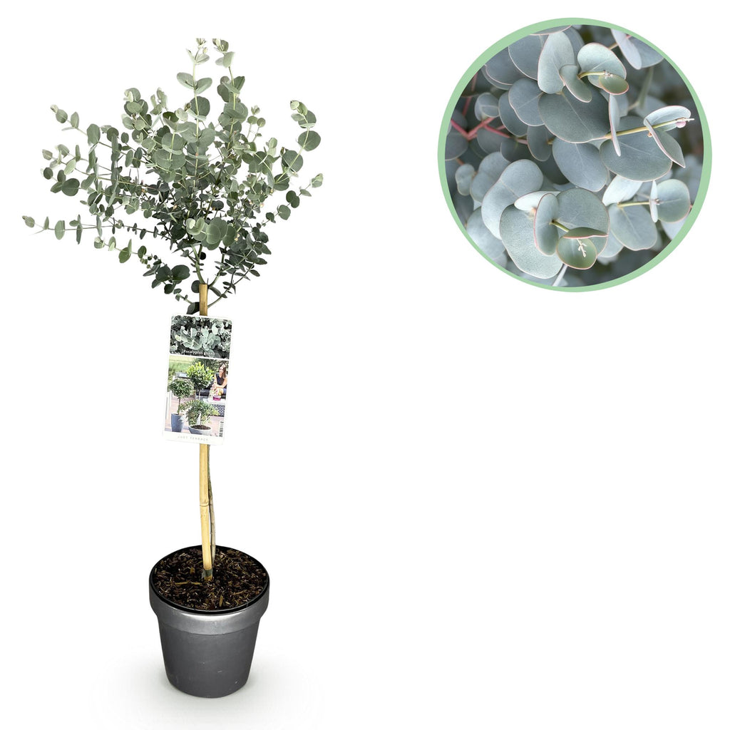 Plant op Stam- Eucalyptus gunni Azure - Terras Plant - Bladhoudend - Winterhard- Grijs Blad - Pot 19cm Hoogte 70 - 90cm