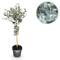 Plant op Stam- Eucalyptus gunni Azure - Terras Plant - Bladhoudend - Winterhard- Grijs Blad - Pot 19cm Hoogte 70 - 90cm
