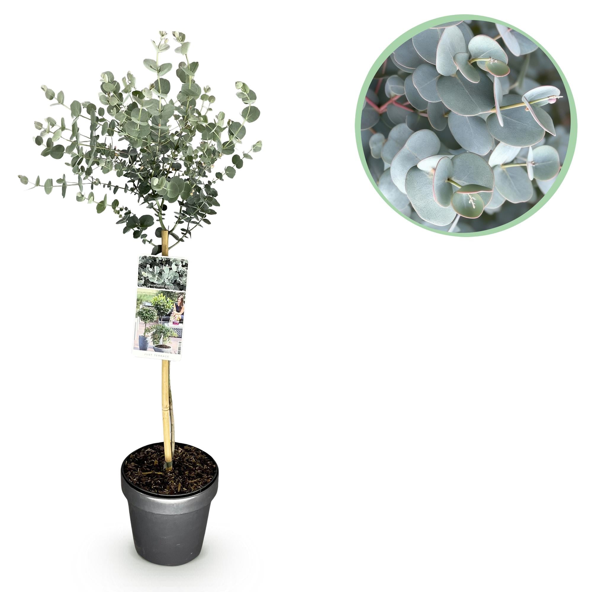 Plant op Stam- Eucalyptus gunni Azure - Terras Plant - Bladhoudend - Winterhard- Grijs Blad - Pot 19cm Hoogte 70 - 90cm