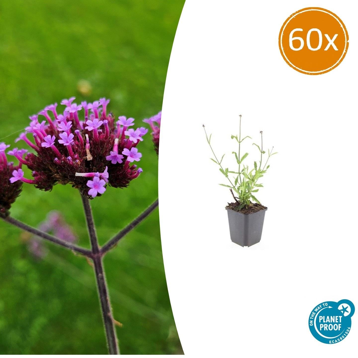60x Verbena bon. 'Lollipop' - ↕10-25cm - Ø9cm