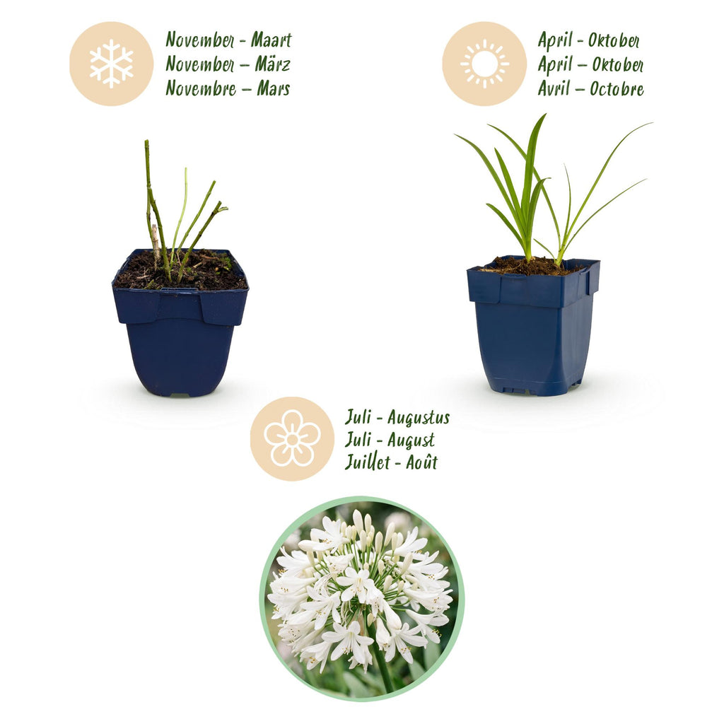 Vasteplant - Agapanthus africanus Albus - Afrikaanse Lelie - Bijen en Vlinderlokkers - Wit - 6 Planten - Pot 11cm - Hoogte 15-25cm