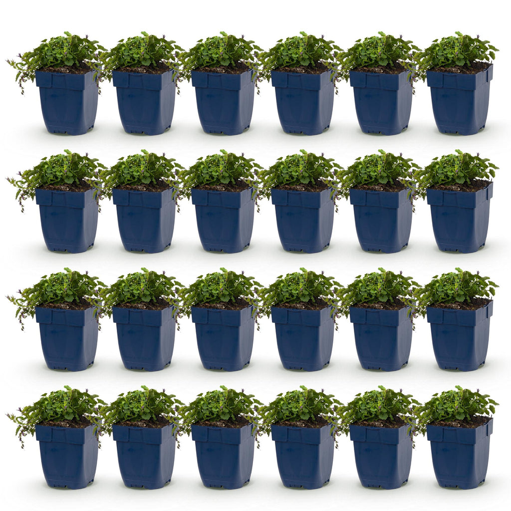 Vasteplant - Campanula posch. Stella - Perzikbladklokje - Bodembedekkend - Paars - 24 Planten - Pot 11cm - Hoogte 15-25cm